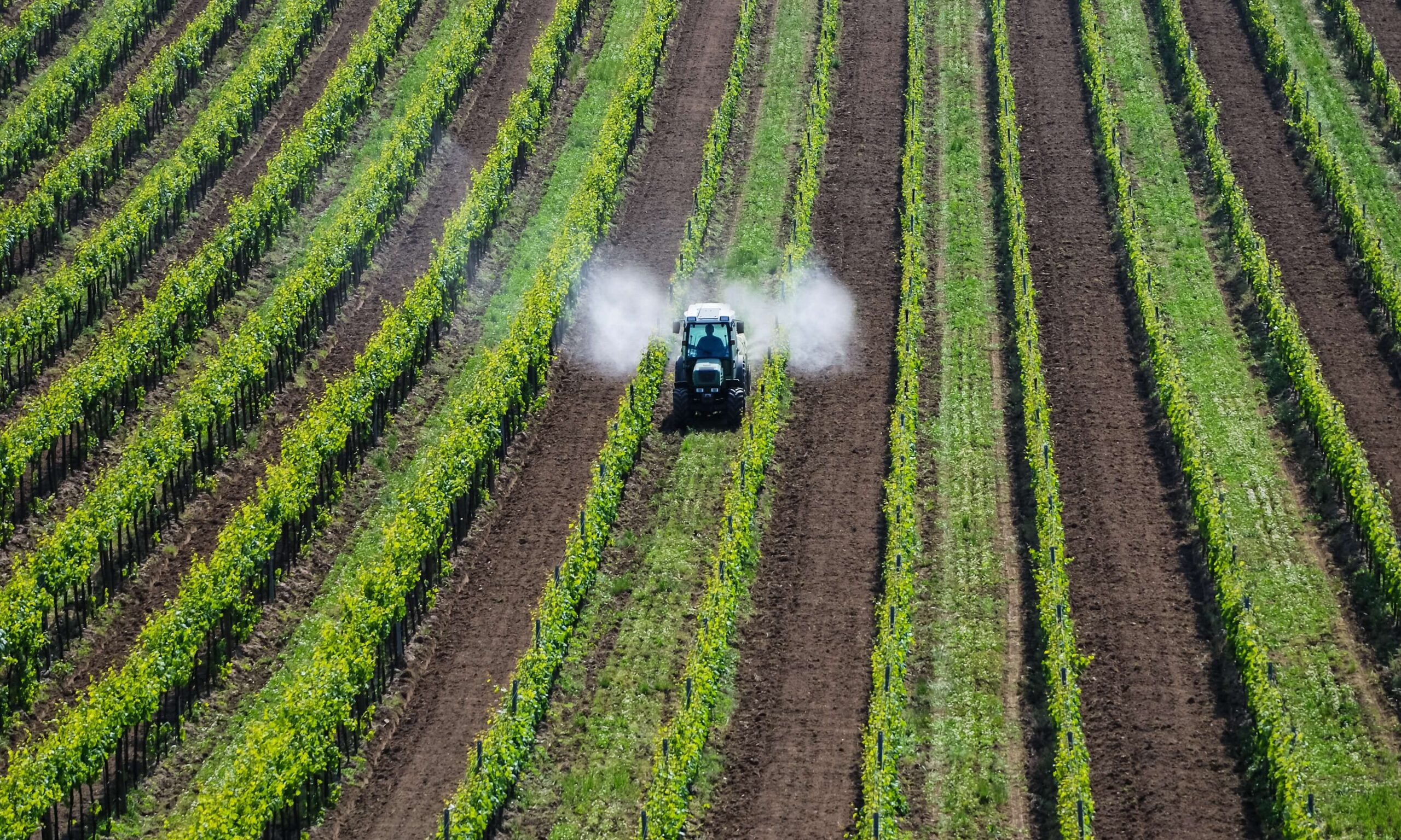 As principais commodities agrícolas e a contribuição no PIB. Reprodução: canva