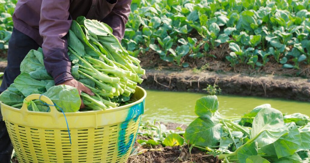 Financiamento Rural: conheça os tipos de Pronaf e saiba qual é o melhor para o seu negócio. Reprodução: canva