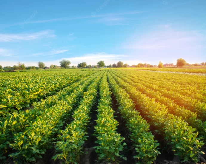 Os desafios do novo ministro da agricultura - Carlos Fávaro. Reprodução: canva