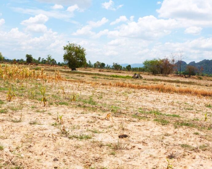 Seca no Rio Grande do Sul não deve prejudicar a safra. Reprodução: canva