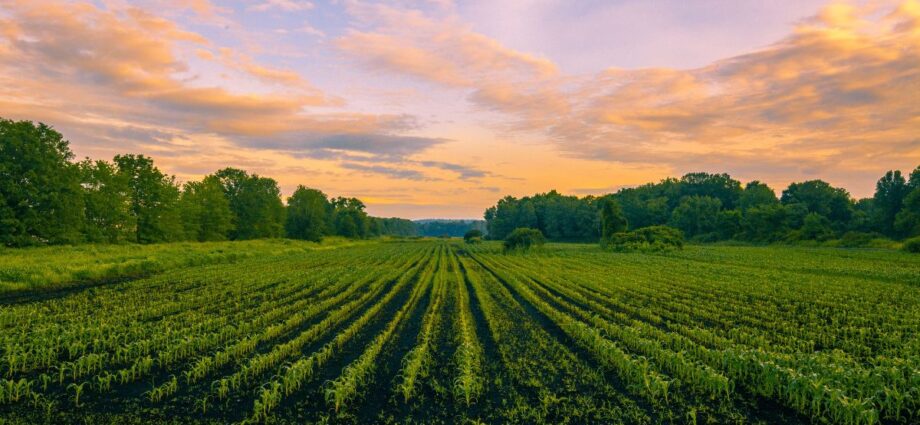 Seguro Rural - Imagem: canva/Reprodução