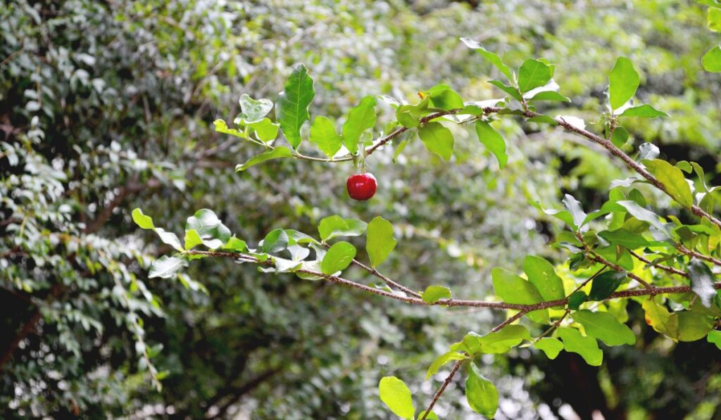 Cultura da Acerola — Imagem: Canva/Reprodução