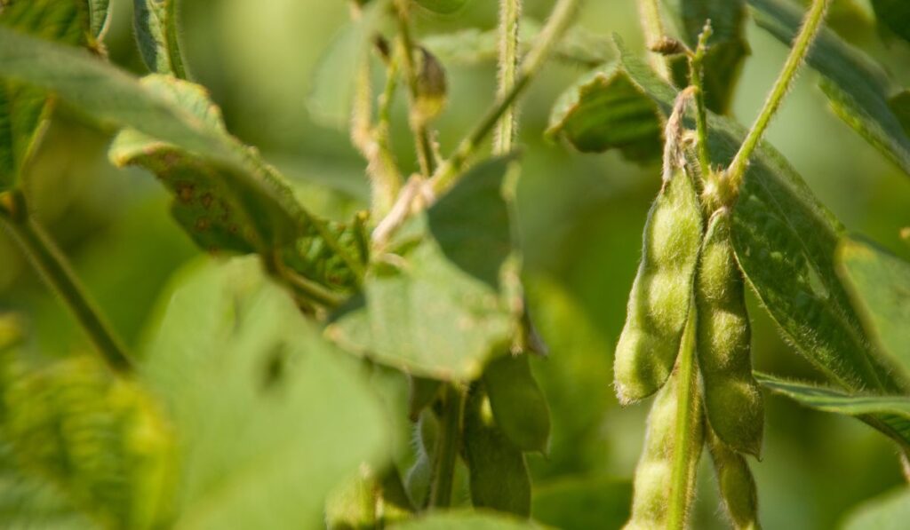 O Papel das Cultivares na Produtividade  — Imagem: Canva/Reprodução