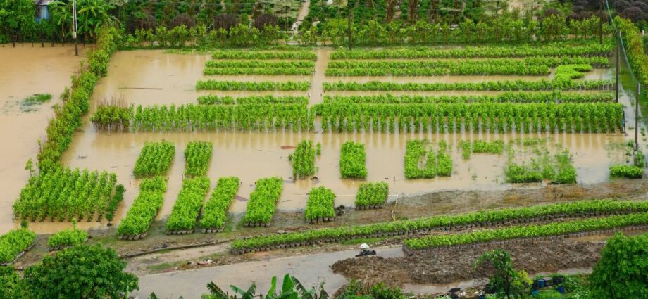 chuvas intensas afetam o setor agrícola — Imagem: Canva/Reprodução